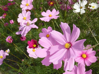 The pink cosmoses blooming in the park