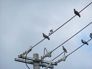 Doves siting down on an electric wire