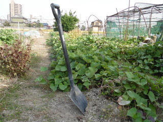The Shovel to dig sweet potatoes