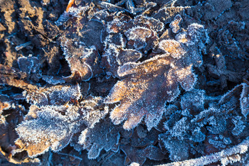 Frozen oak leafs .