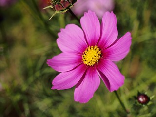 Obraz premium ピンク色のコスモス 秋桜