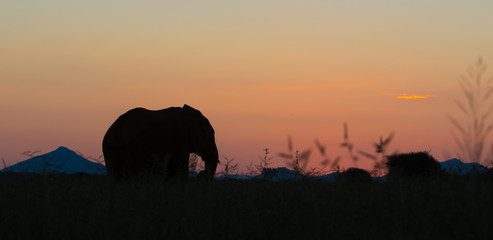 silhouette of elephant at sunset