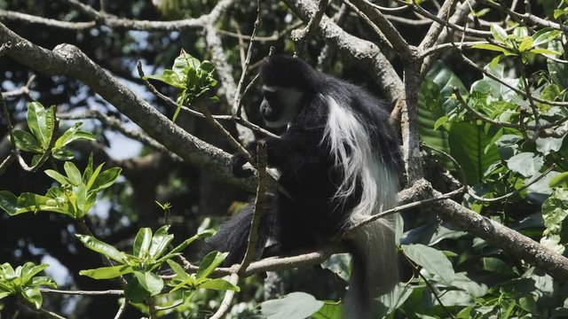 slow motion profile shot of a black and white colobus monkey at arusha national park in tanzania