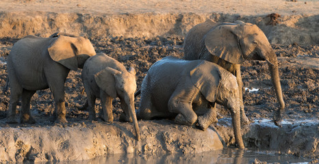herd of elephants at waterhole