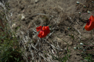 Obraz premium poppy on world war one battlefield france