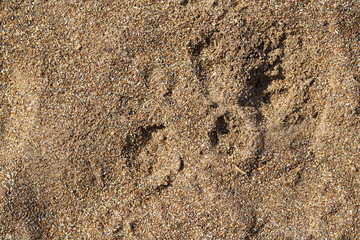 Beach sand texture