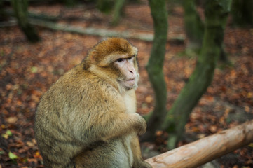 monkey portrait in the park 
