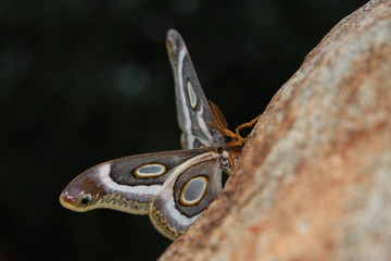 moth on the rock