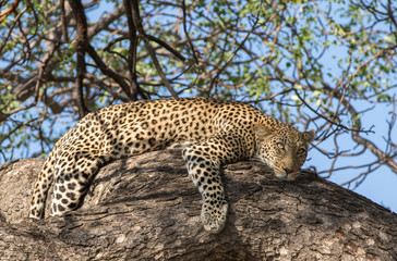 leopard in a tree