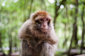monkey portrait in the park 
