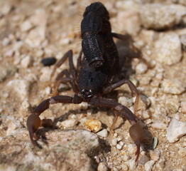 scorpion on sand