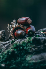 A group of acorns in forest on a rock.