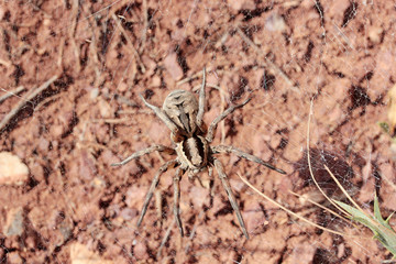 big spider in the nature