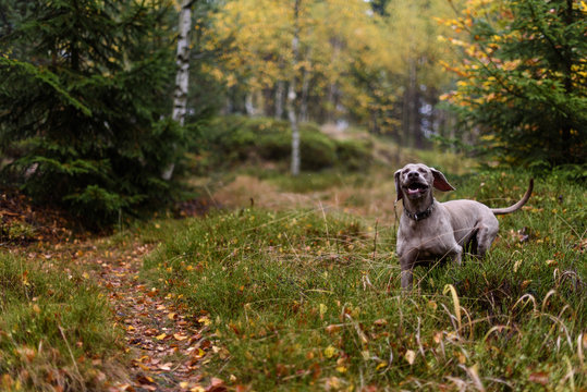 Weimaraner runs throw the deep forest in nature reserve in Czech Republic.  Wild protected land is  allowing us to be more wild than we usually are. Moments in nature.