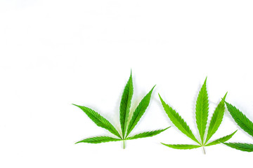 Green cannabis leaves, marijuana on white background. Hemp, ganja leaf. Top view, image wallpaper...