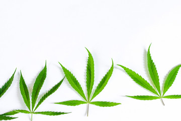 Green cannabis leaves, marijuana on white background. Hemp, ganja leaf. Top view, image wallpaper...