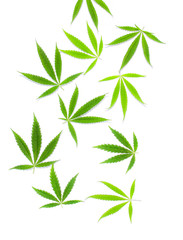 Green cannabis leaves, marijuana on white background. Hemp, ganja leaf. Top view, image wallpaper...