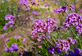 Big honey bee on a blossoming blue flower.