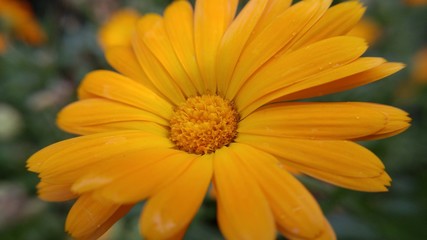 Yellow calendula close-up in the garden.