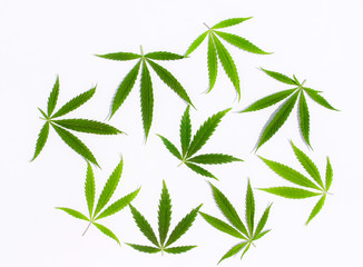 Green hemp leaf, marijuana on white background. Therapeutic and medicinal cannabis. Dense...