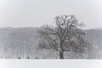 Winter blizzard in London park - 231873160