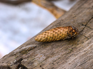 Winter landscape, forest in the snow