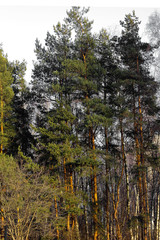 Winter landscape, forest in the snow