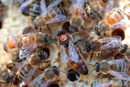 Bienenk&ouml;nigin umringt von ihrem Hofstaat