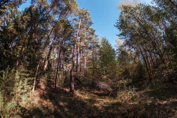 Waldspaziergang im Herbst