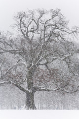 Winter blizzard in London park - 231873766