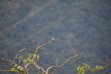 Himalayan Bulbul