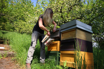 Imkerin arbeitet an Bienenvolk