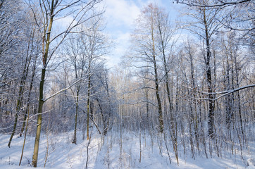Winter landscape before sunset. Snow capped trees at he footpath through a snowy park