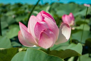 Beautiful light pink Indian Lotus flower in the natural conditions of the reservoir. Lotus flower...