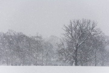 Winter blizzard in London park - 231874589