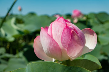 Beautiful light pink Indian Lotus flower in the natural conditions of the reservoir. Lotus flower on green leaves background. Field of blooming lotuses. Sacred symbol.