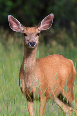 Wild Deer on the High Plains of Colorado