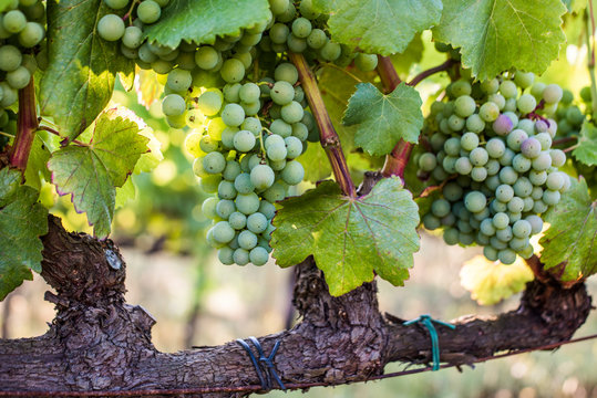 Green wine grapes