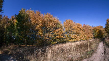 Waldspaziergang im Herbst