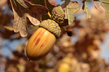 Fall Colors Acorns