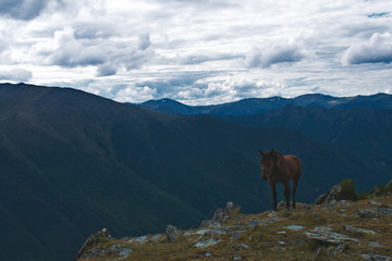 horse in mountains