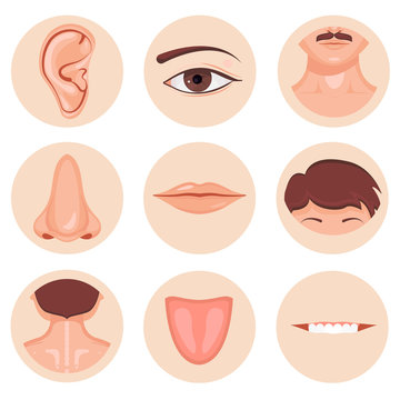 Human nose, ear, mouth mustache hair and eye neck back tongue tooth set, Vector illustration