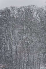 Winter blizzard in London park - 231875511