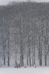 Winter blizzard in London park - 231875557