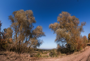 Herbstspaziergang mit Baumgruppe am Weg