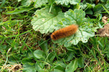 Schmetterling - Raupe