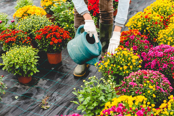 Watering the flowers