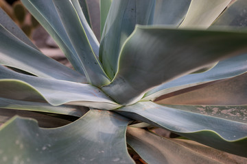 Agave Aloe Vera 