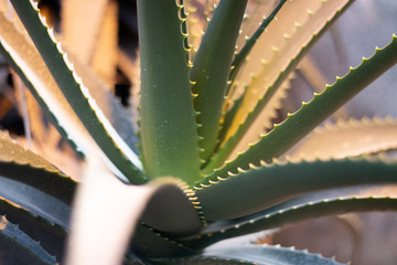 Agave Aloe Vera 