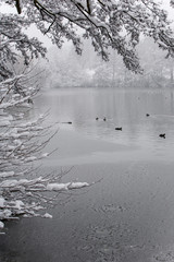 Winter blizzard in London park - 231876145